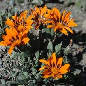 Gazania heterochaeta Seeds - Sow Autmn - Indigenous South African Native Perennial Seeds