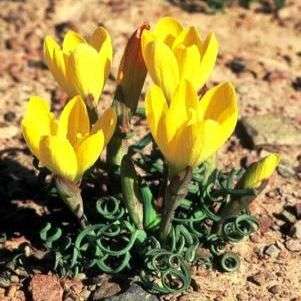 10 Geissorhiza corrugata Seeds - Sow Autumn - Indigenous Bulbs Seeds