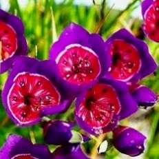 Geissorhiza radians Seeds - Sow Autumn - Indigenous South African Perennial Bulb