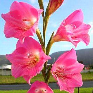 10 Gladiolus caryophyllaceus Seeds - Indigenous Bulbs Seeds