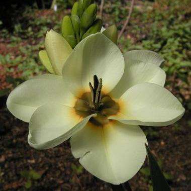 Ixia lutea Seeds - Sow Autumn - Indigenous Bulbs Seeds