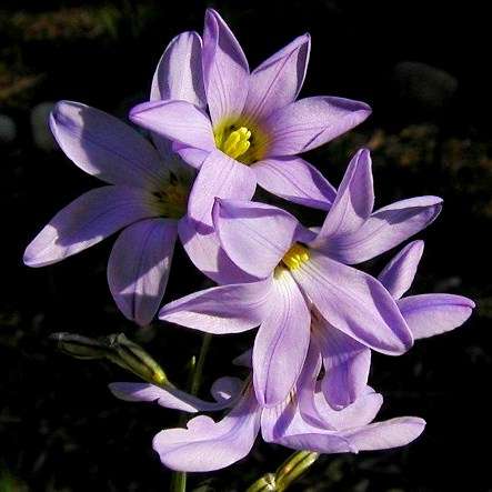 10 Ixia rapunculoides Seeds - Sow Autumn - Indigenous South African Bulbs Seeds