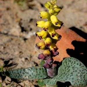 10 Lachenalia elegans var. flava Seeds - Indigenous Bulbs Seeds