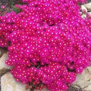 10 Lampranthus roseus Seeds - Indigenous Succulents Seeds