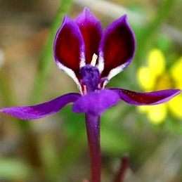10 Lapeirousia jacquinii Seeds - Indigenous Bulbs Seeds
