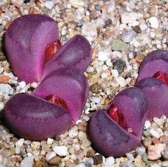 10 Lithops optica var rubra Seeds - RARE - Indigenous Succulents