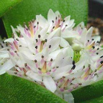 10 Massonia jasminiflora Seeds - Sow Autumn - Indigenous Bulbs Seeds