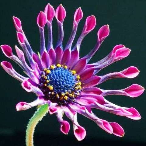 10 Osteospermum fruticosum Seeds - Indigenous