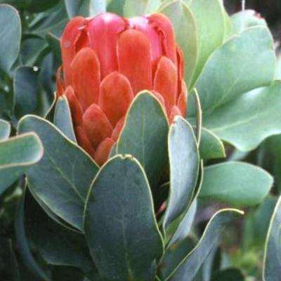 Protea grandiceps or Peach Protea Seeds - Indigenous