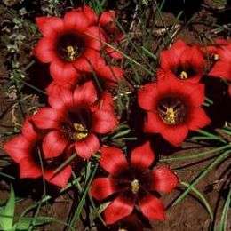 Romulea sabulosa Seeds - Sow Autumn - Indigenous Bulbs Seeds