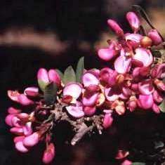 Securidaca longepedunculata Seeds ~ Violet Tree - Indigenous