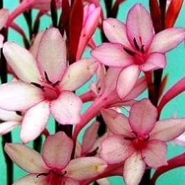 Watsonia humilis Seeds - Sow Autumn - Indigenous Bulbs Seeds