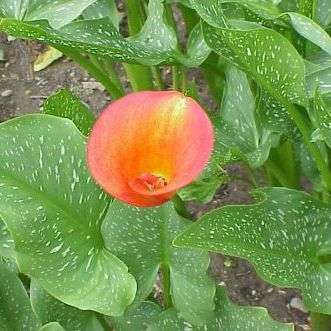 10 Zantedeschia albomaculata "Helen O 'Connor" Seeds - Sow Spring - Indigenous Bulbs Seeds