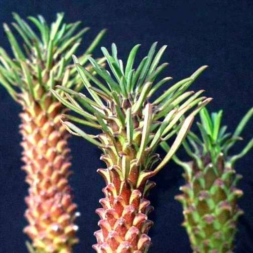 10 Euphorbia clandestina Seeds - Indigenous Succulents