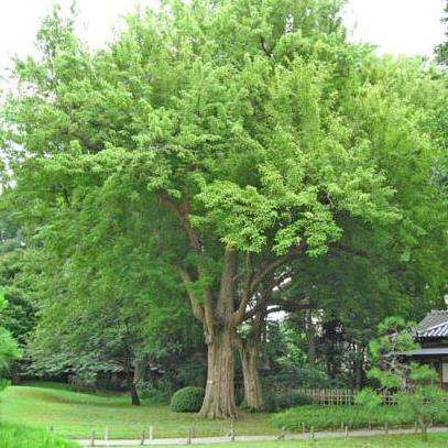 Snakebark Maple (Acer grosseri var. hersii) Tree Seeds - Exotic Frost Hardy