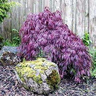 Japanese Maple 'Inaba Shidare' (Acer palmatum var. dissectum Inaba Shidare) Tree Seeds