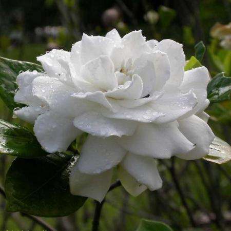 Cape Jasmine Seeds - Gardenia jasminoides - Indigenous South African Shrub