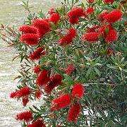20+ Crimson Bottlebrush Seeds - Callistemon citrinus Shrub Seeds