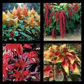 120+ Amaranthus 6 Varieties Seed Pack - Annual