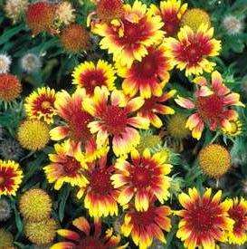 Gaillardia Dwarf Goblin Seeds - Blanketflower - Sow Spring Summer Autumn - Perennial Seeds