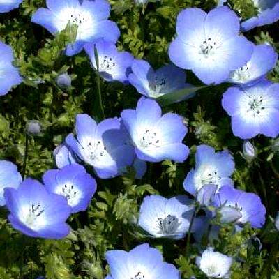 Nemophila menziesii Seeds - Baby Blue Eyes - Sow Spring Autumn - Annual Seeds