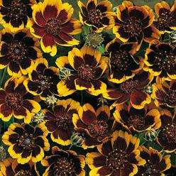 Cosmidium burridgeanum Seeds - Cosmidium 'Brunette' - Sow Spring - Annual Seeds