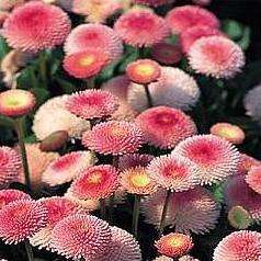 100 Bellis perennis Seeds - English Daisy - Sow Spring Autumn - Perennial Seeds