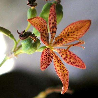 Iris domestica Seeds - Blackberry lily, Leopard flower, Leopard lily Seeds - Perennial Bulb