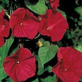 5 Scarlet O'Hara Morning Glory Seeds - Ipomoea nil - Vine, Creeper, Climber