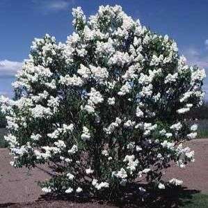 10 Pekin Lilac or China Snow (Syringa pekinensis) Tree Seeds - Exotic Frost Hardy