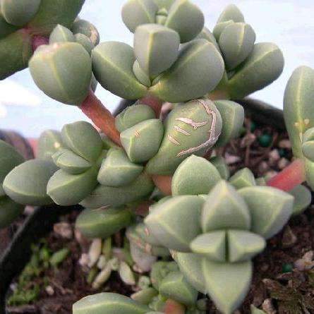 10 Delosperma lehmannii Seeds - Indigenous Succulents