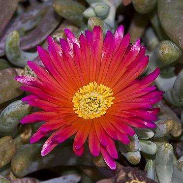 10 Coppery Mesemb - Malephora crocea Seeds - Indigenous Succulents