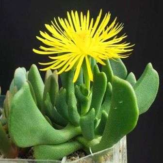 Rhombophyllum dolabriforme Seeds - Indigenous Succulent Mesemb - Insured Worldwide Shipping