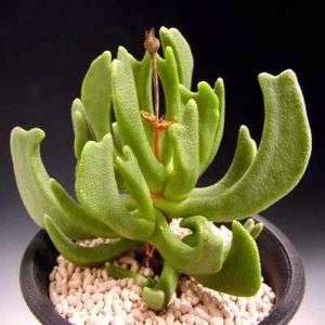 10 Rhombophyllum dolabriforme Seeds - Indigenous Succulents