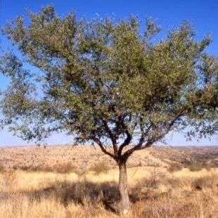 Buffalo Thorn Tree Seeds ~ Ziziphus mucronata subsp. mucronata Seeds - Indigenous Evergreen