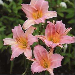 10 Hemerocallis aurantica Pink Form Seeds ~ Pink Daylily - Bulbs Seeds