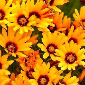 10 Ursinia anthemoides Seeds - Indigenous Annuals