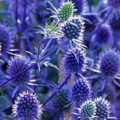 5 Eryngium planum Seeds - Sea Holly Seeds - Exotic Perennial