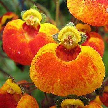 10 Calceolaria hybrida Seeds - Baby Blue Eyes - Sow Spring Summer - Annual Seeds