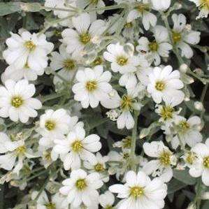 50 Snow in Summer Seeds - Cerastium tomentosum Seeds - Perennial