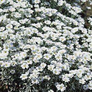 Snow in Summer Seeds - Cerastium tomentosum Seeds - Perennial