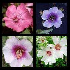 50 Lavatera trimestris Mix Seeds - Sow Spring Autumn - Annual Seeds