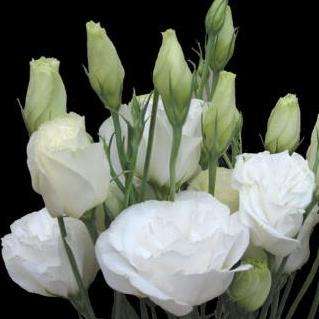 10 Lisianthus "White" Seeds - Eustoma grandiflorum - Sow All Year - Annual