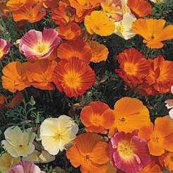 Eschscholzia californica Seeds - Mixed California Poppy - Perennial Seeds - Sow All Year