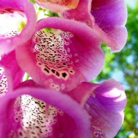 Digitalis purpurea Seeds - Foxglove - Sow Spring Summer Autumn - Biennial Seeds
