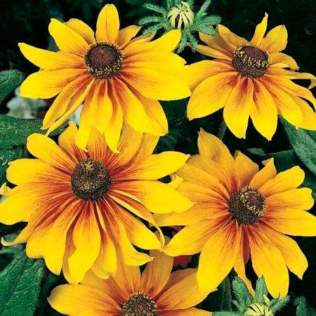 Rudbeckia Gloriosa Daisy Sunset Seeds - Sow Spring Summer - Annual Seeds