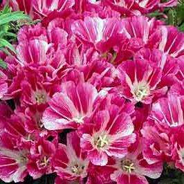Clarkia amoena Seeds - Godetia Farewell to Spring - Sow Spring to Autumn - Annual