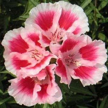 100 Clarkia amoena Seeds - Godetia Farewell to Spring - Sow Spring to Autumn - Annual