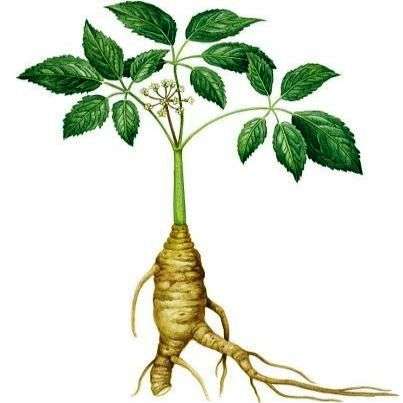 GINSENG - 10 Panax ginseng Seeds - Asian Ginseng, Korean Ginseng - Hardy Medicinal Herb Shrub