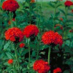 350+ Lychnis chalcedonica Seeds ~ Maltese Cross, Jerusalem Cross, London Pride - Perennial Seeds